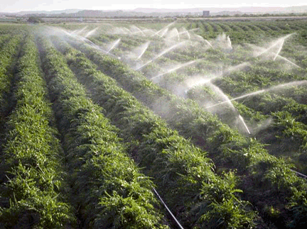 Farm crops being watered