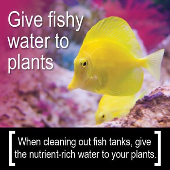 Conservation Tip: Give fishy water to plants when cleaning out the fish tank