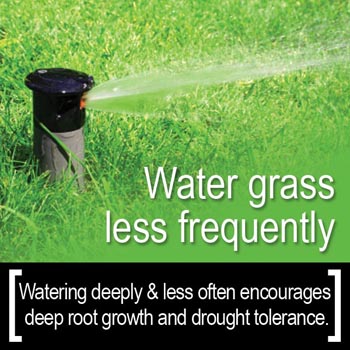 Conservation Tip: Water grass less frequently, watering deeply and less often encourages deeper root growth